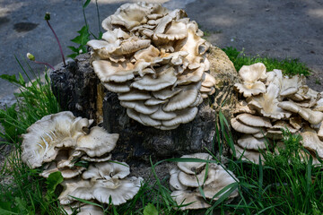 mushrooms on a tree stump