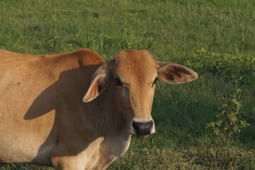 cow in the field