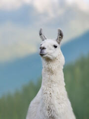 portrait white llama on a blurred background