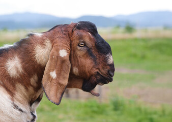 Anglo nubian goat anglo nubian goat on a blurred background