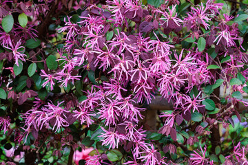 Close-up of red Chinese fringe bush flowers blooming on a garden hedge.