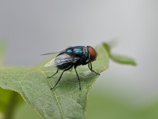 Green fly or Lucilia sericata on a leaf with a blurry background