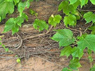 Green Boston ivy leaves growing on a wall with visible dry vines and textured surface, showing contrast between new growth and old stems.