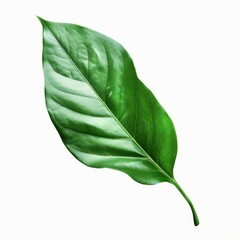 Fototapeta premium Fresh green leaf isolated on white, displaying intricate vein patterns