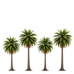 Obraz premium Group of Tall Tropical Palm Trees Isolated on White Background for Summer or Vacation Theme