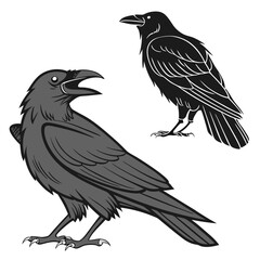Fototapeta premium Two crows on white background raven bird
