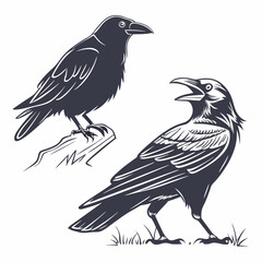 Fototapeta premium Dark crows perched and standing raven bird