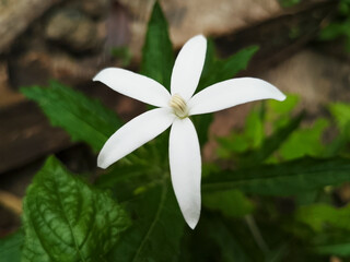 Obraz premium Fresh Green Tropical Leaves with Natural Texture and Glossy Surface in Daylight for background