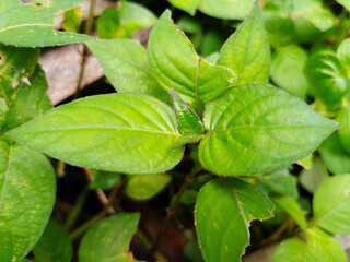 Close-Up of Fresh Green Tropical Leaves with Natural Texture and Glossy Surface in Daylight for Background, abstract botanical pattern with organic shapes