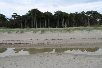 Vom Weststrand in Born auf dem Darss ist der dichte Kiefernwald zu sehen, der ganz bis an die Dünen und den Sandstrand reicht. In einem überfluteten Teil des Strandes spiegeln sich die Bäume.