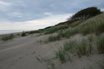 Am Weststrand in Born auf dem Darss wächst Strandhafer im Sand. Im Hintergrund sind der Kiefernwald und die Ostsee zu sehen. Es ist ein bewölkter Sommertag.