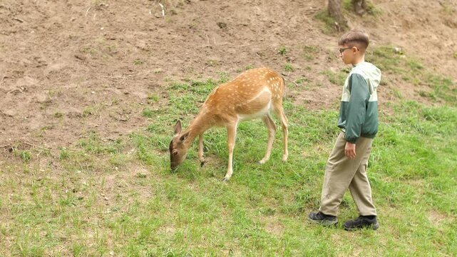 Young zookeeper watching fawn grazing in enclosure