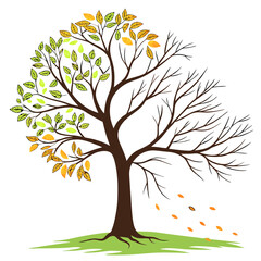 Obraz premium Spring Summer Autumn Winter Tree Cycle seasons