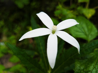 Obraz premium Pure White Pentagonal Flower with Soft Texture – Minimal Nature Bloom