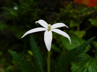 Clean White Pentagonal Flower in Natural Light – Minimalist Five-Petal Bloom for Botanical Design