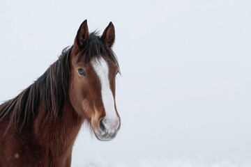 Obraz premium Majestic horse standing elegantly on a bright background for equine enthusiasts and animal lovers