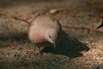Pigeon Walking on a Dusty Ground in the Shadow, UAE, 2025