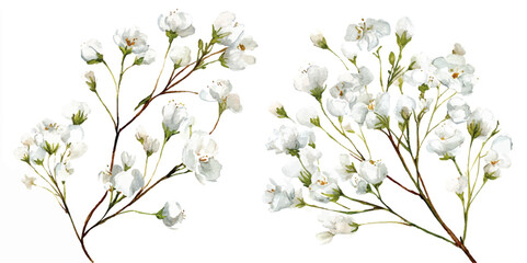 Branch of Cherry Blossoms . cherry branch Blossoming
