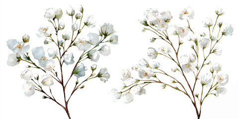 Branch of Cherry Blossoms . cherry branch Blossoming
