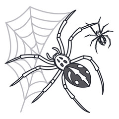 Spiders on a web insect arachnid