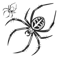 Black spider with white markings on abdomen arachnid