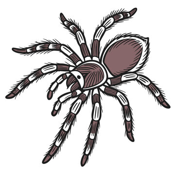 brown tarantula spider isolated clip art preview