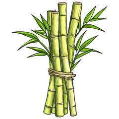 Fototapeta premium sugar cane, fruit, plant, vector, transparent background, bamboo, leaf, nature, freshness, branch, pattern, growth