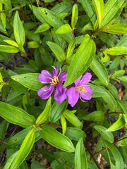 pink and yellow flowers