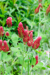 Crimson clover flowers blooming in the spring garden.