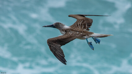 A blue-footed booby that lives on the Galapagos Islands in Ecuador.