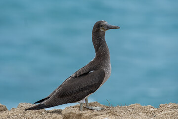 A blue-footed booby that lives on the Galapagos Islands in Ecuador.