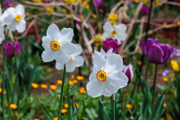 Beautiful Trumpet daffodil flowers blooming in the spring garden.