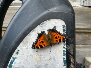 butterfly
