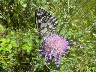 butterfly on a flower