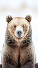 Grizzly bear, front view, in the snow