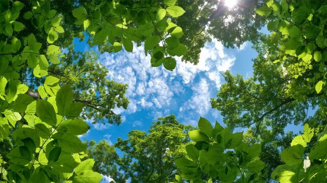 木々に囲まれた夏空を見上げて