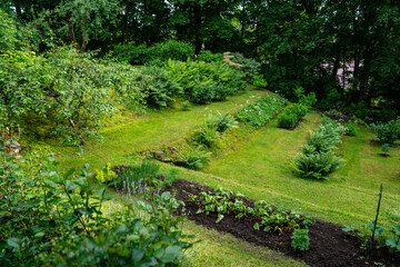 lush summer vegetable garden on green hillside with organized planting rows, small farm landscape...