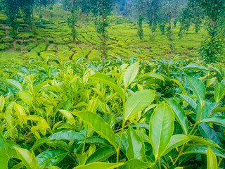 Tea Leaves background with gleam sunlight , selective focus, natural background, soft focus.