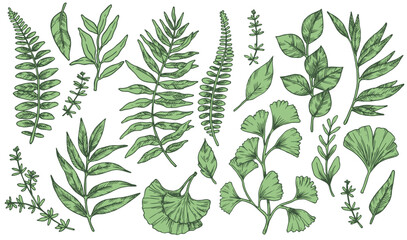 Set of green tropical forest leaves. Vector illustration in sketch style.