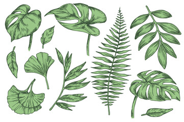 Set of green tropical forest leaves. Vector illustration in sketch style.