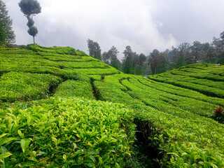 Tea Leaves background with gleam sunlight , selective focus, natural background, soft focus.