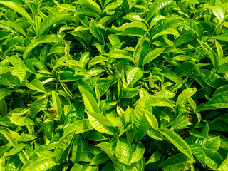 Tea Leaves background with gleam sunlight , selective focus, natural background, soft focus.