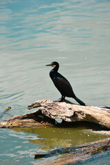 Majestic Cormorant perched on old trunk in bright water