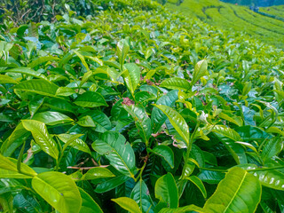 Tea Leaves background with gleam sunlight , selective focus, natural background, soft focus.
