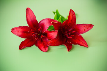 Detailed view of two large red lilies isolated on green background