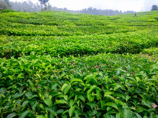 Tea Leaves background with gleam sunlight , selective focus, natural background, soft focus.