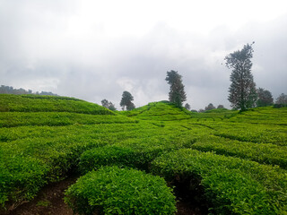 Tea Leaves background with gleam sunlight , selective focus, natural background, soft focus.