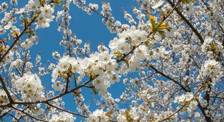 Blossoming cherry trees against a vibrant blue sky.  A springtime scene