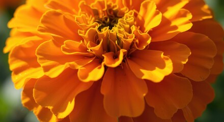 Fototapeta premium Close-up of a vibrant orange marigold flower