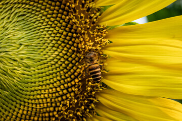 Selective focus macro close up, The bee is sucking the pollen of the sunflower.